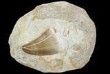 Mosasaur (Prognathodon) Tooth In Rock - Nice Tooth #105842-1
